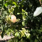 Rodia & דירה *