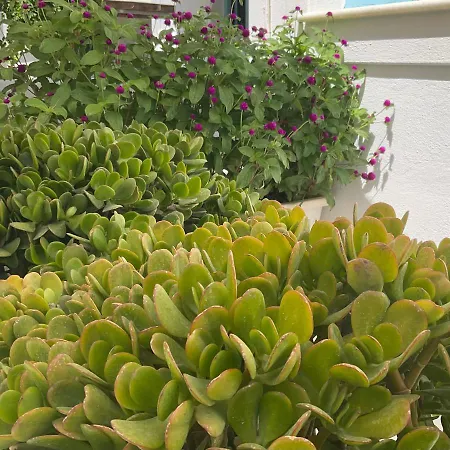 Rodia & Apartment