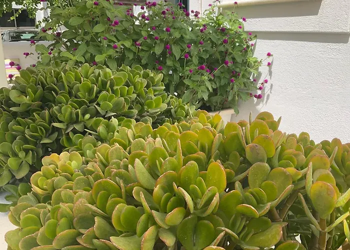 Rodia & Апартаменты