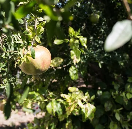 Rodia & Апартаменты *